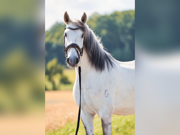 Lusitanos Wallach 5 Jahre 157 cm Schimmel in Pinkafeld
