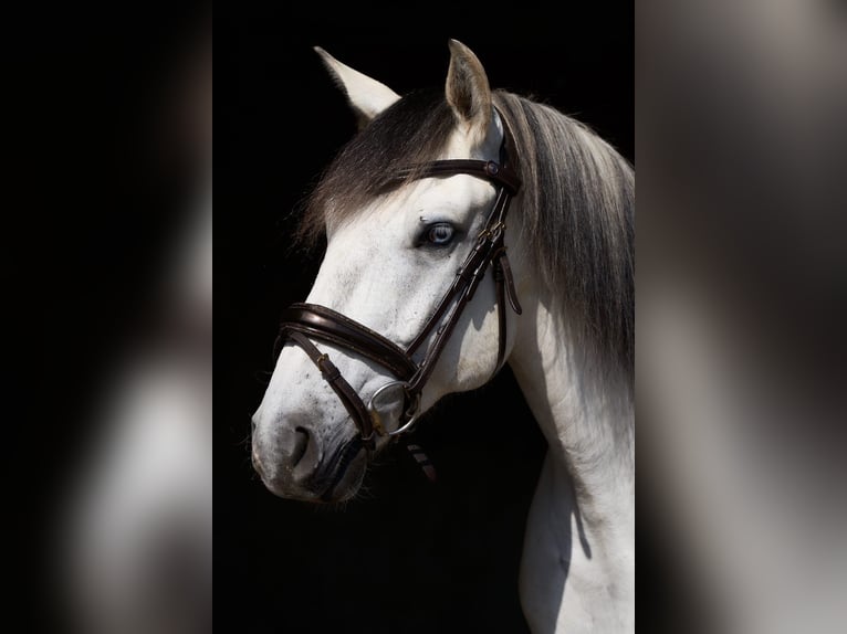Lusitanos Wallach 5 Jahre 157 cm Schimmel in Pinkafeld