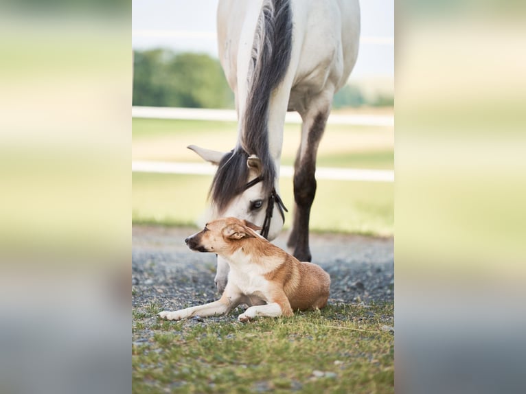 Lusitanos Wallach 5 Jahre 157 cm Schimmel in Pinkafeld