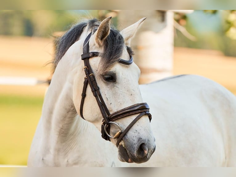 Lusitanos Wallach 5 Jahre 157 cm Schimmel in Pinkafeld