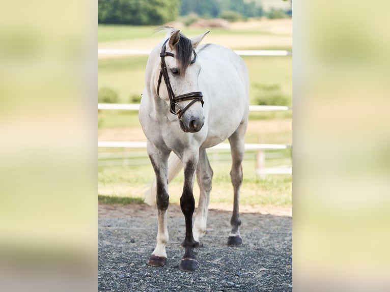 Lusitanos Wallach 5 Jahre 157 cm Schimmel in Pinkafeld