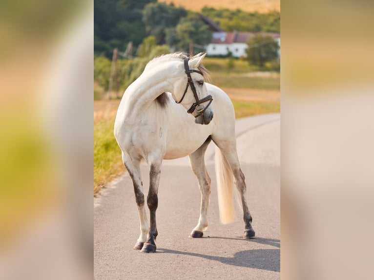 Lusitanos Wallach 5 Jahre 157 cm Schimmel in Pinkafeld
