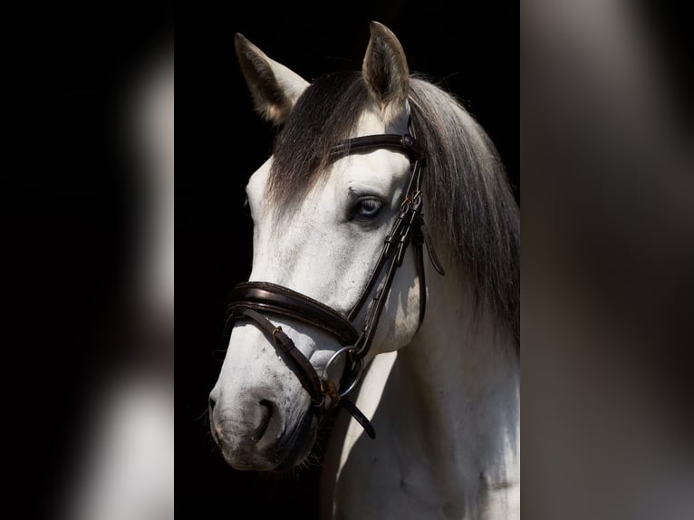 Lusitanos Wallach 5 Jahre 157 cm Schimmel in Pinkafeld