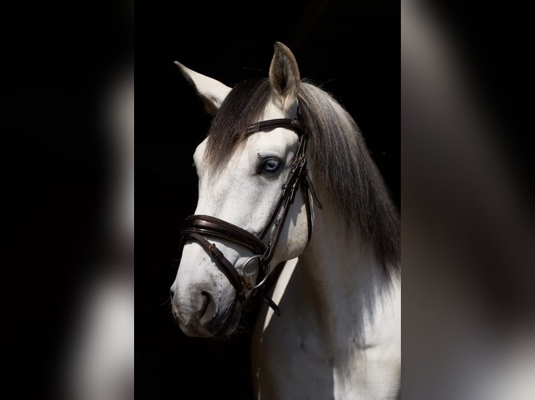 Lusitanos Wallach 5 Jahre 157 cm Schimmel in Pinkafeld