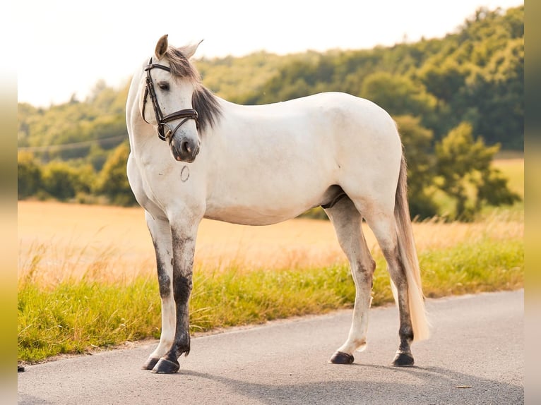 Lusitanos Wallach 5 Jahre 157 cm Schimmel in Pinkafeld