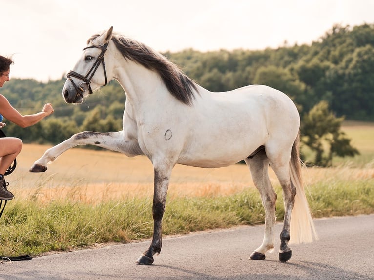 Lusitanos Wallach 5 Jahre 157 cm Schimmel in Pinkafeld
