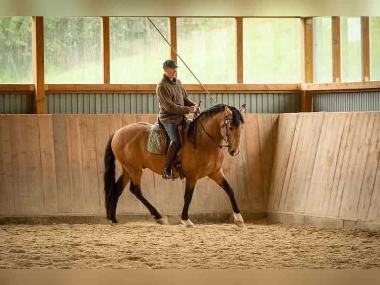 Lusitanos Wallach 5 Jahre 158 cm Buckskin in Bergweiler