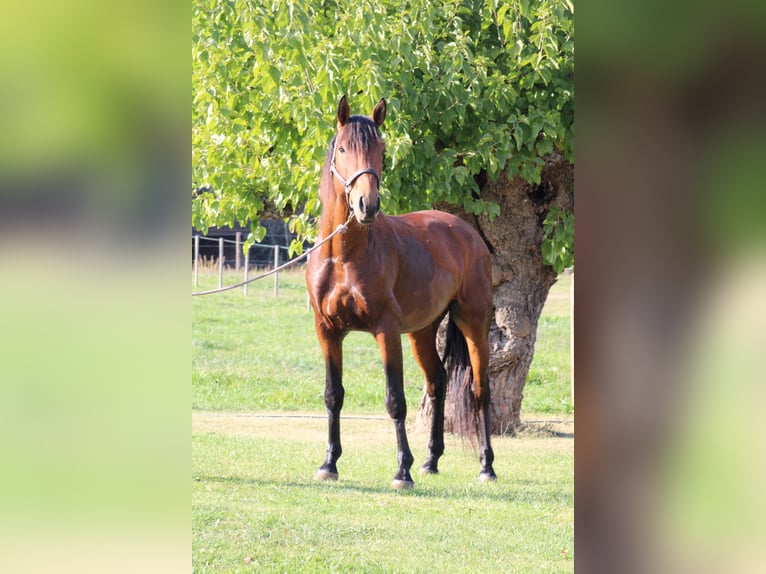 Lusitanos Wallach 5 Jahre 160 cm Brauner in Grospierres
