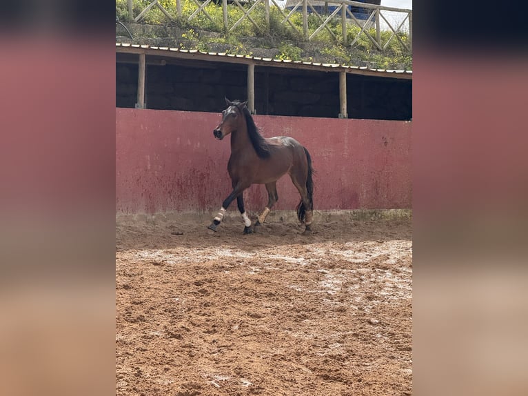 Lusitanos Wallach 5 Jahre 160 cm Brauner in Lissabon