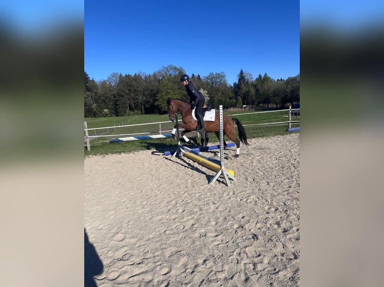Lusitanos Wallach 5 Jahre 160 cm Brauner in Irschenberg