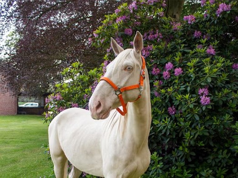 Lusitanos Wallach 5 Jahre 160 cm Cremello in Bevern