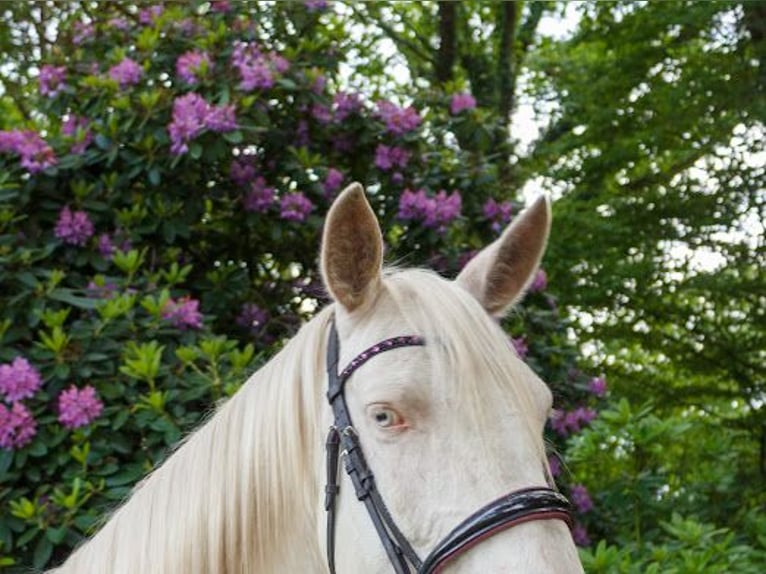 Lusitanos Wallach 5 Jahre 160 cm Cremello in Bevern