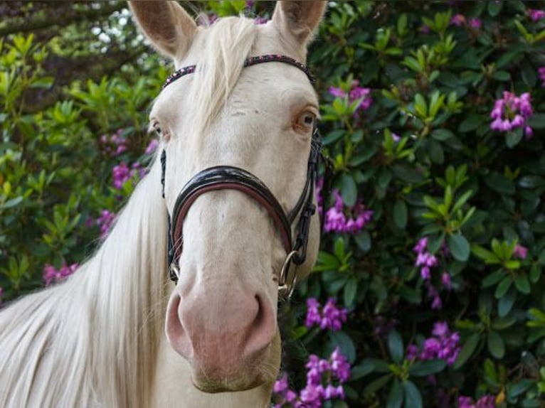 Lusitanos Wallach 5 Jahre 160 cm Cremello in Bevern