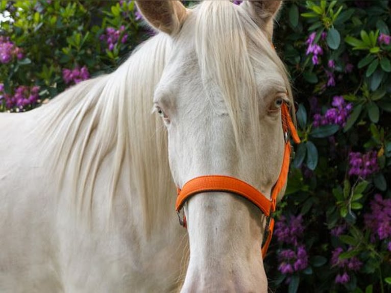 Lusitanos Wallach 5 Jahre 160 cm Cremello in Bevern