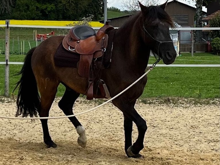 Lusitanos Wallach 5 Jahre 160 cm Dunkelbrauner in Amlikon-Bissegg