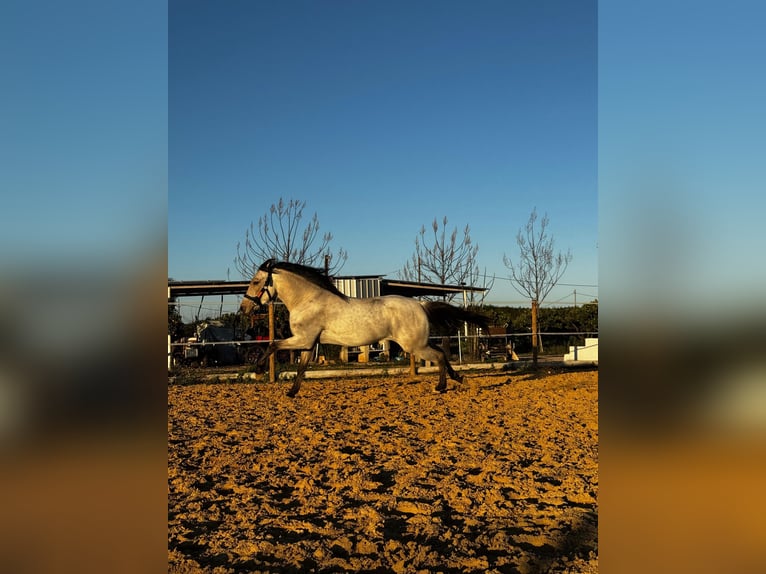 Lusitanos Mix Wallach 5 Jahre 160 cm Falbe in Valencia