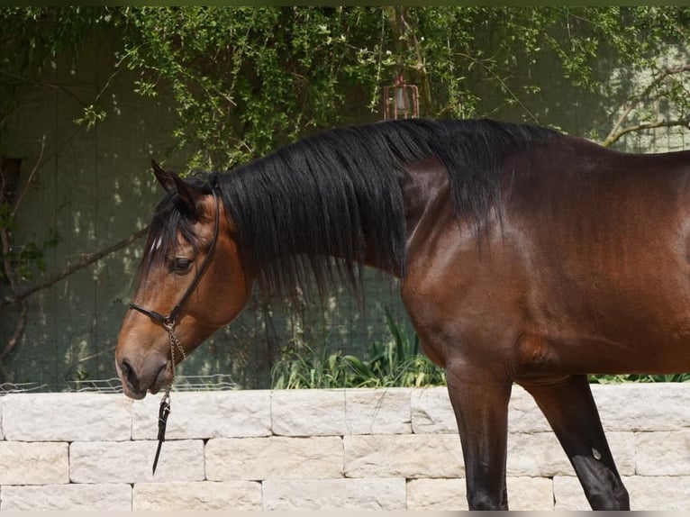 Lusitanos Wallach 5 Jahre 160 cm Falbe in Krumbach