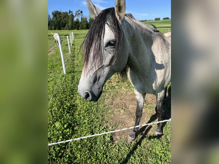 Lusitanos Wallach 5 Jahre 160 cm Falbe in Amlikon-Bissegg