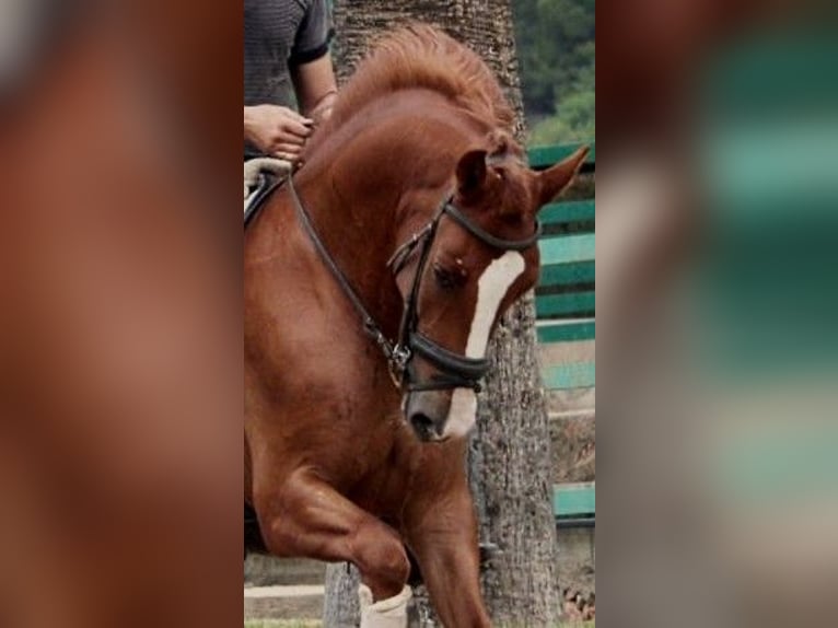 Lusitanos Wallach 5 Jahre 160 cm Fuchs in Valencia