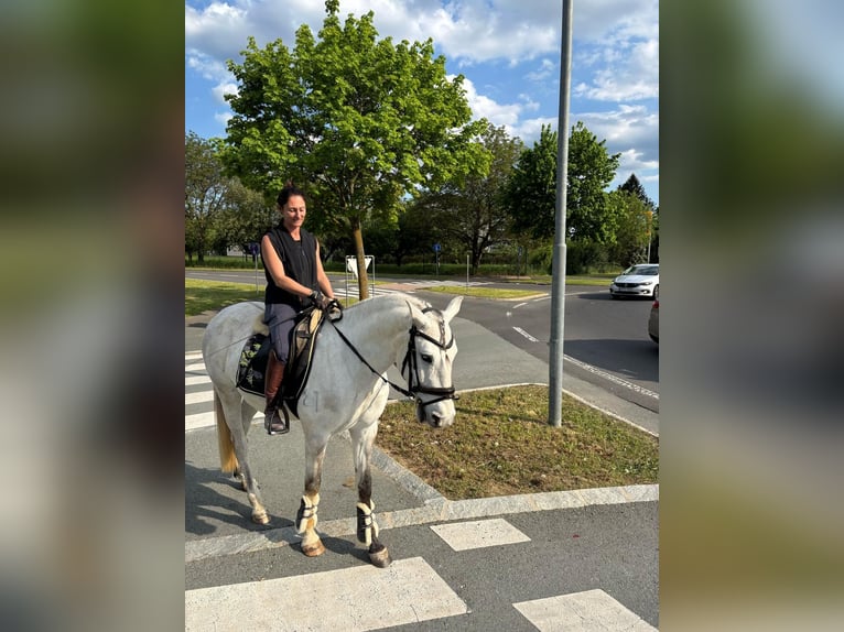 Lusitanos Wallach 5 Jahre 160 cm Kann Schimmel werden in Pinkafeld