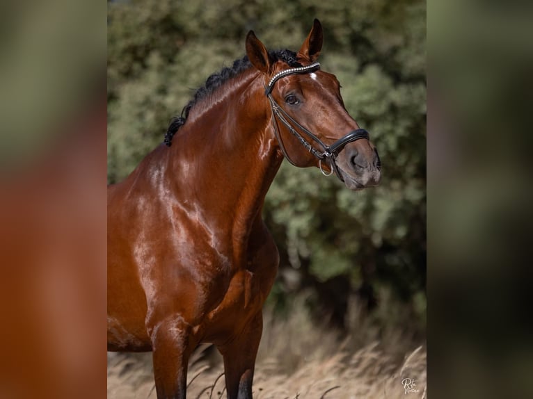 Lusitanos Wallach 5 Jahre 160 cm Rotbrauner in Alcochete