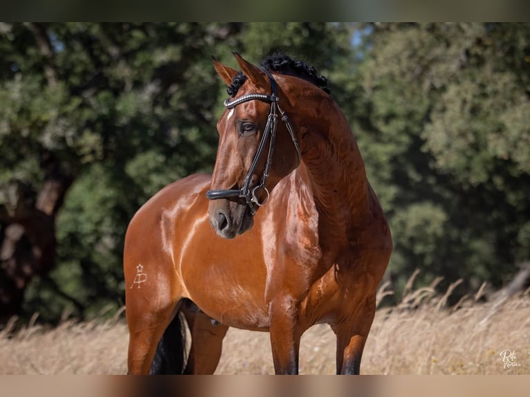 Lusitanos Wallach 5 Jahre 160 cm Rotbrauner in Alcochete
