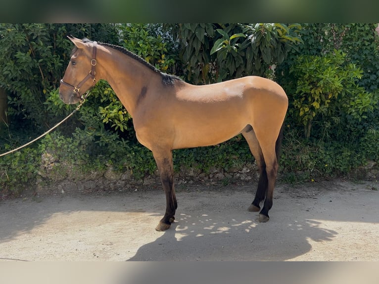 Lusitanos Wallach 5 Jahre 161 cm Brauner in Vila Franca de Xira