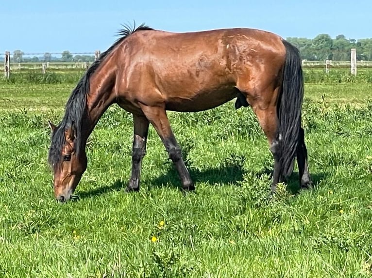 Lusitanos Wallach 5 Jahre 162 cm Brauner in Holle