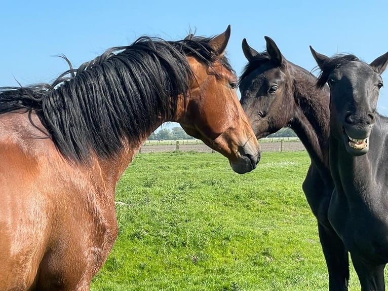 Lusitanos Wallach 5 Jahre 162 cm Brauner in Holle