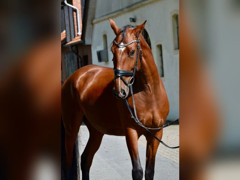 Lusitanos Wallach 5 Jahre 162 cm Brauner in Lingen