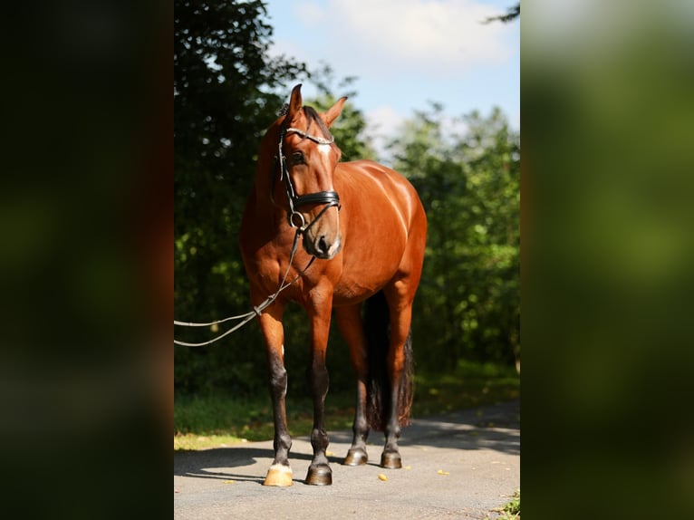 Lusitanos Wallach 5 Jahre 162 cm Brauner in Lingen