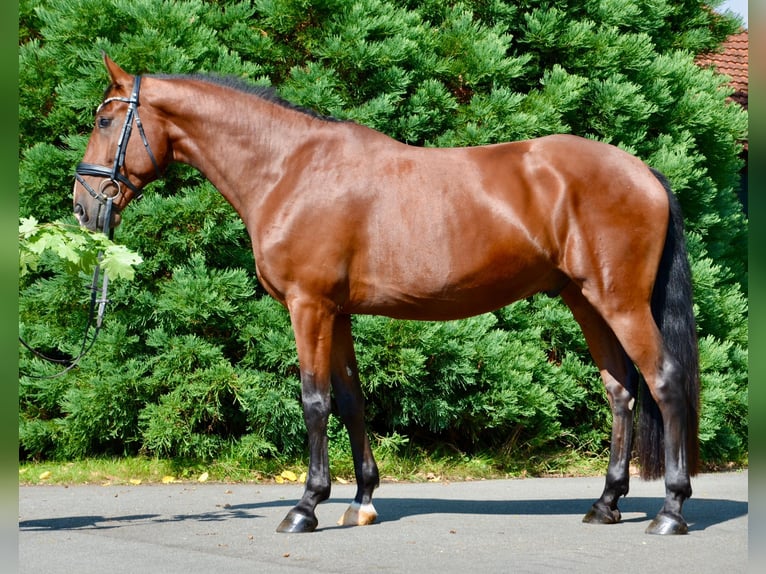Lusitanos Wallach 5 Jahre 162 cm Brauner in Lingen