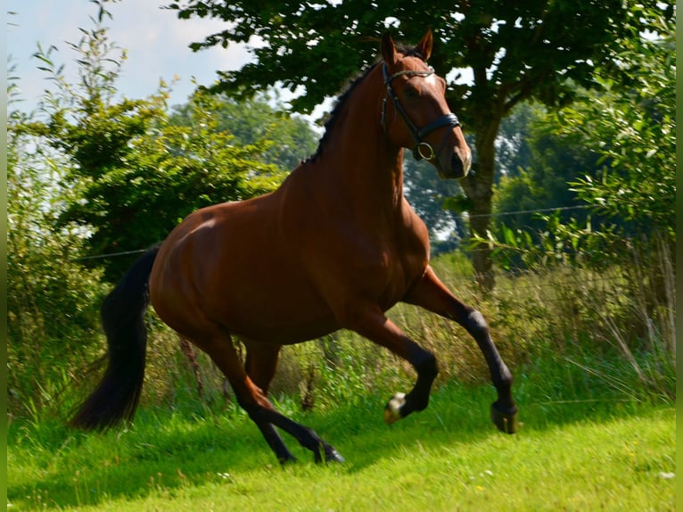 Lusitanos Wallach 5 Jahre 162 cm Brauner in Lingen