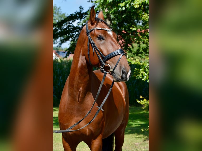 Lusitanos Wallach 5 Jahre 162 cm Brauner in Lingen