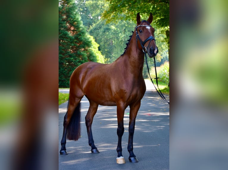 Lusitanos Wallach 5 Jahre 162 cm Brauner in Lingen