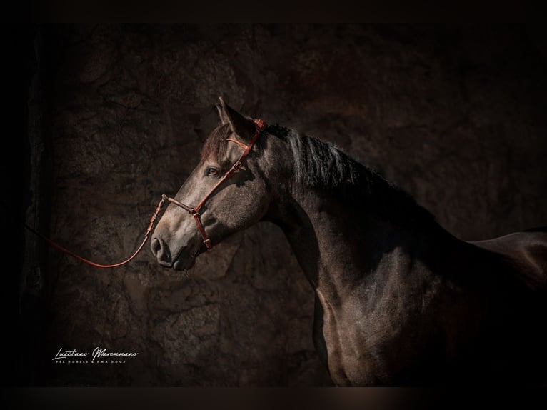 Lusitanos Wallach 5 Jahre 162 cm Buckskin in Rio Maior