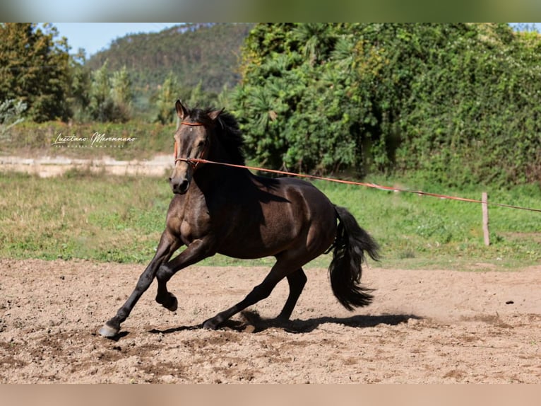 Lusitanos Wallach 5 Jahre 162 cm Buckskin in Rio Maior