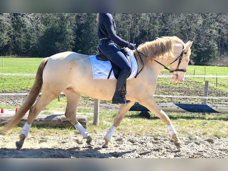 Lusitanos Wallach 5 Jahre 162 cm Cremello in Irschenberg