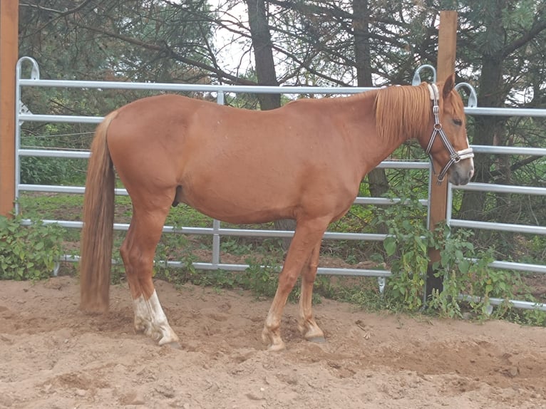 Lusitanos Wallach 5 Jahre 162 cm Fuchs in Berlin