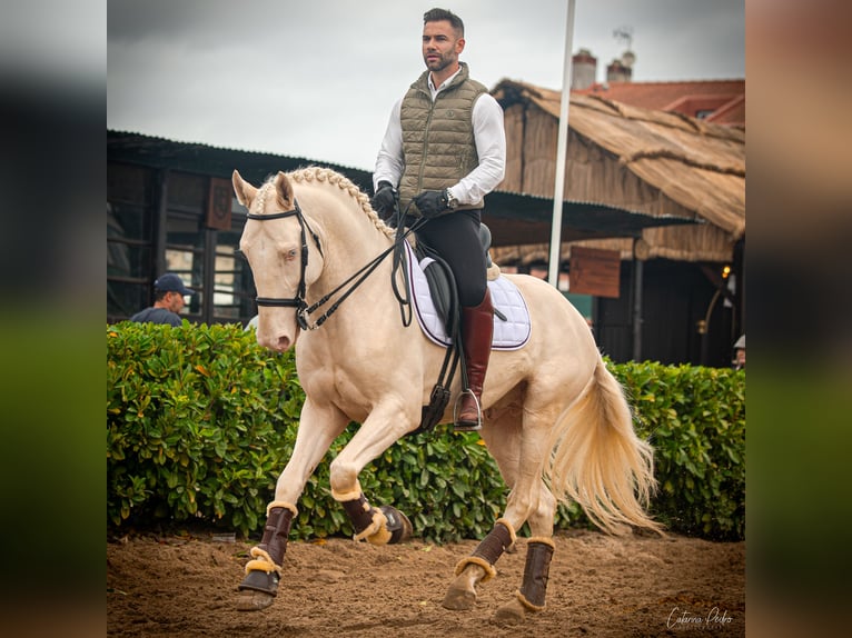 Lusitanos Wallach 5 Jahre 162 cm Pearl in Outes