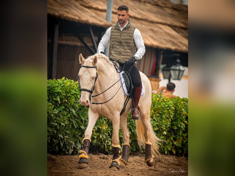 Lusitanos Wallach 5 Jahre 162 cm Pearl in Outes