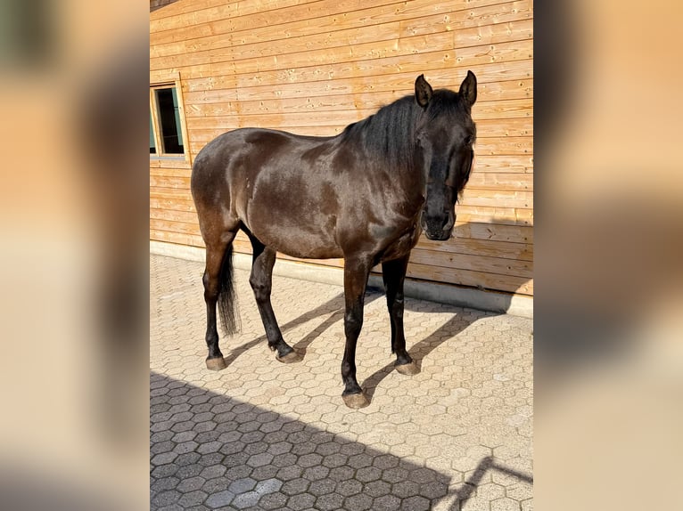 Lusitanos Wallach 5 Jahre 162 cm Rappe in Pracht
