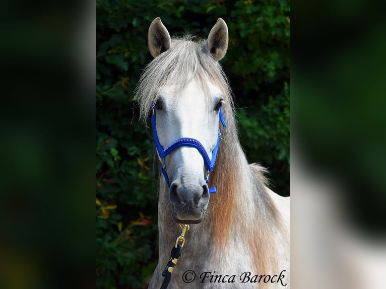Lusitanos Wallach 5 Jahre 162 cm Schimmel in Wiebelsheim