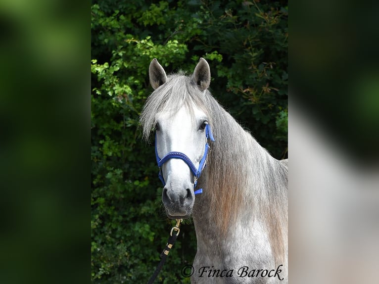 Lusitanos Wallach 5 Jahre 162 cm Schimmel in Wiebelsheim
