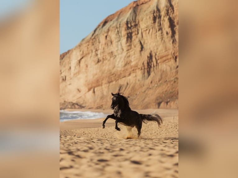 Lusitanos Wallach 5 Jahre 162 cm Schimmel in Rio Maior