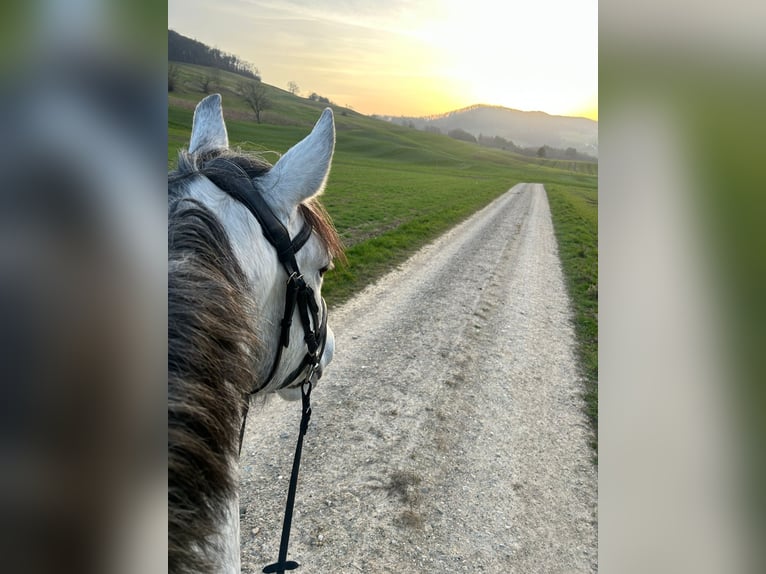 Lusitanos Wallach 5 Jahre 163 cm Apfelschimmel in Thalheim AG