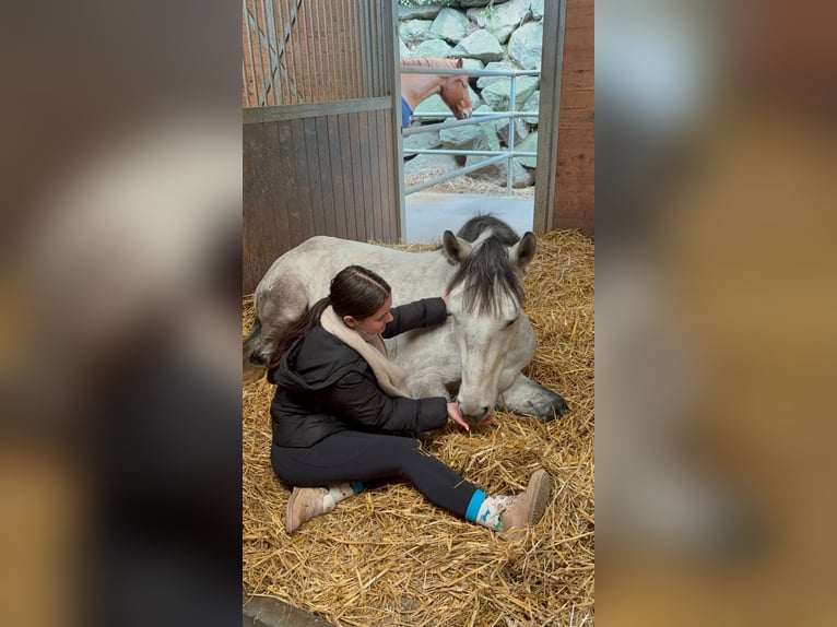 Lusitanos Wallach 5 Jahre 163 cm Apfelschimmel in Thalheim AG