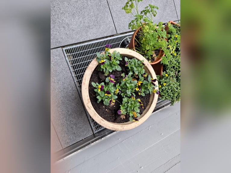 Lusitanos Wallach 5 Jahre 163 cm Apfelschimmel in Thalheim AG