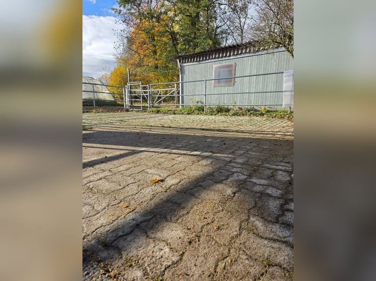 Lusitanos Wallach 5 Jahre 163 cm Apfelschimmel in Thalheim AG