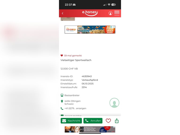 Lusitanos Wallach 5 Jahre 163 cm Apfelschimmel in Thalheim AG